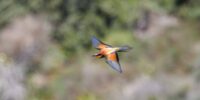 The Μελισσοφάγος: Kos's Most Colorful Summer Guest