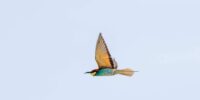 The Μελισσοφάγος: Kos's Most Colorful Summer Guest