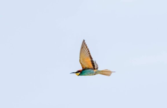 The Μελισσοφάγος: Kos's Most Colorful Summer Guest
