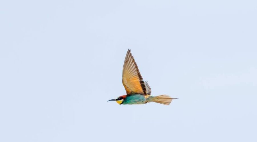 The Μελισσοφάγος: Kos’s Most Colorful Summer Guest